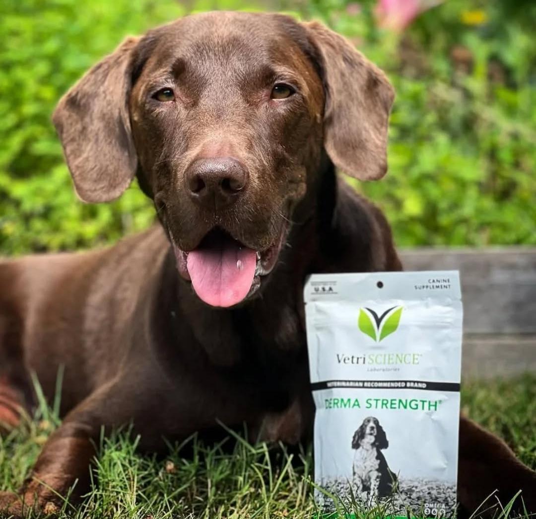 خدمات پت شاپ آنلاین پتیلی